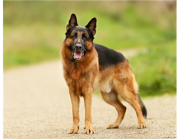Attenti al cane!