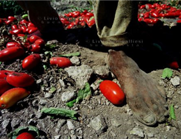 Pomodori fra i piedi.