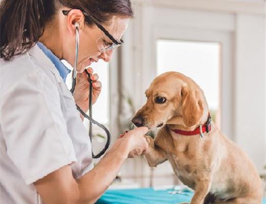 I pazienti dei medici veterinari non sono degli umani.