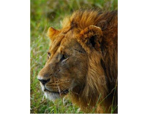 Forza quieta, custode di Giustizia e Pace.